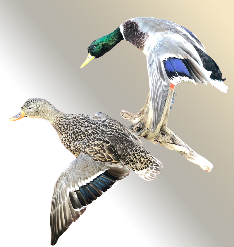 Two taxidermy ducks flying