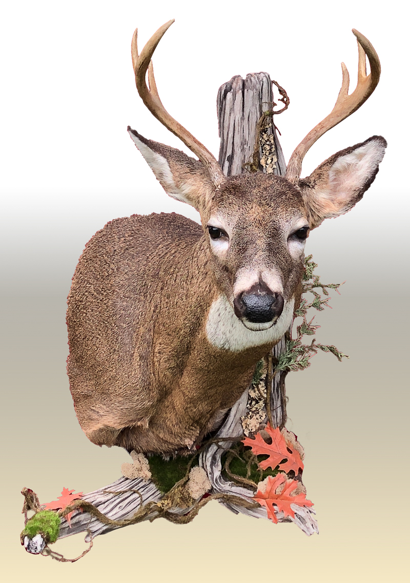 Taxidermy whitetail deer with leaves and driftwood