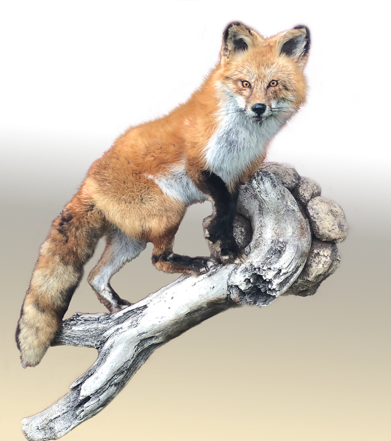 Taxidermy fox climbing up driftwood with rocks