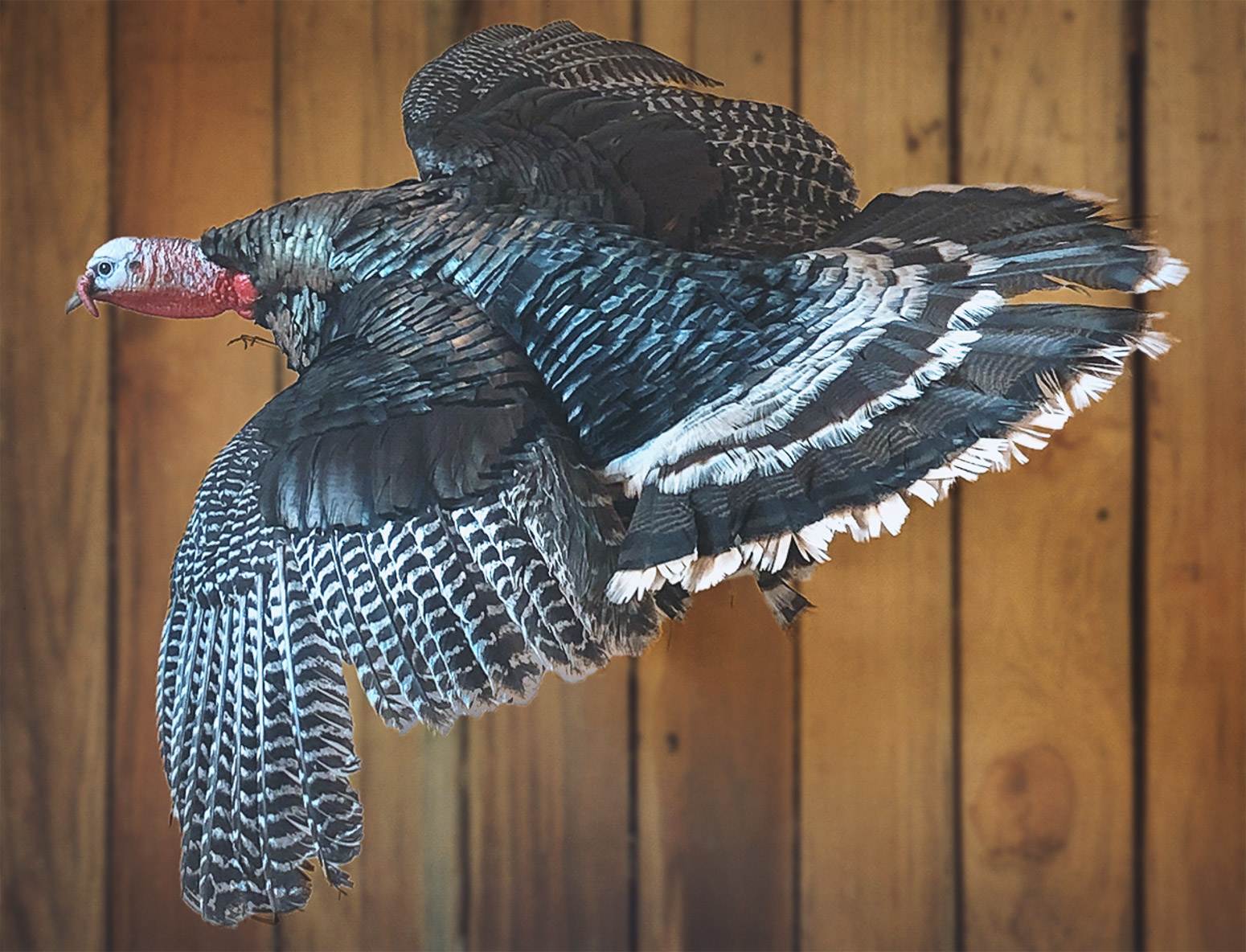 Taxidermy turkey against a wooden wall